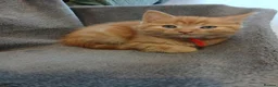 Mixed Breed cats for sale: Male ginger kitten - Advert 2