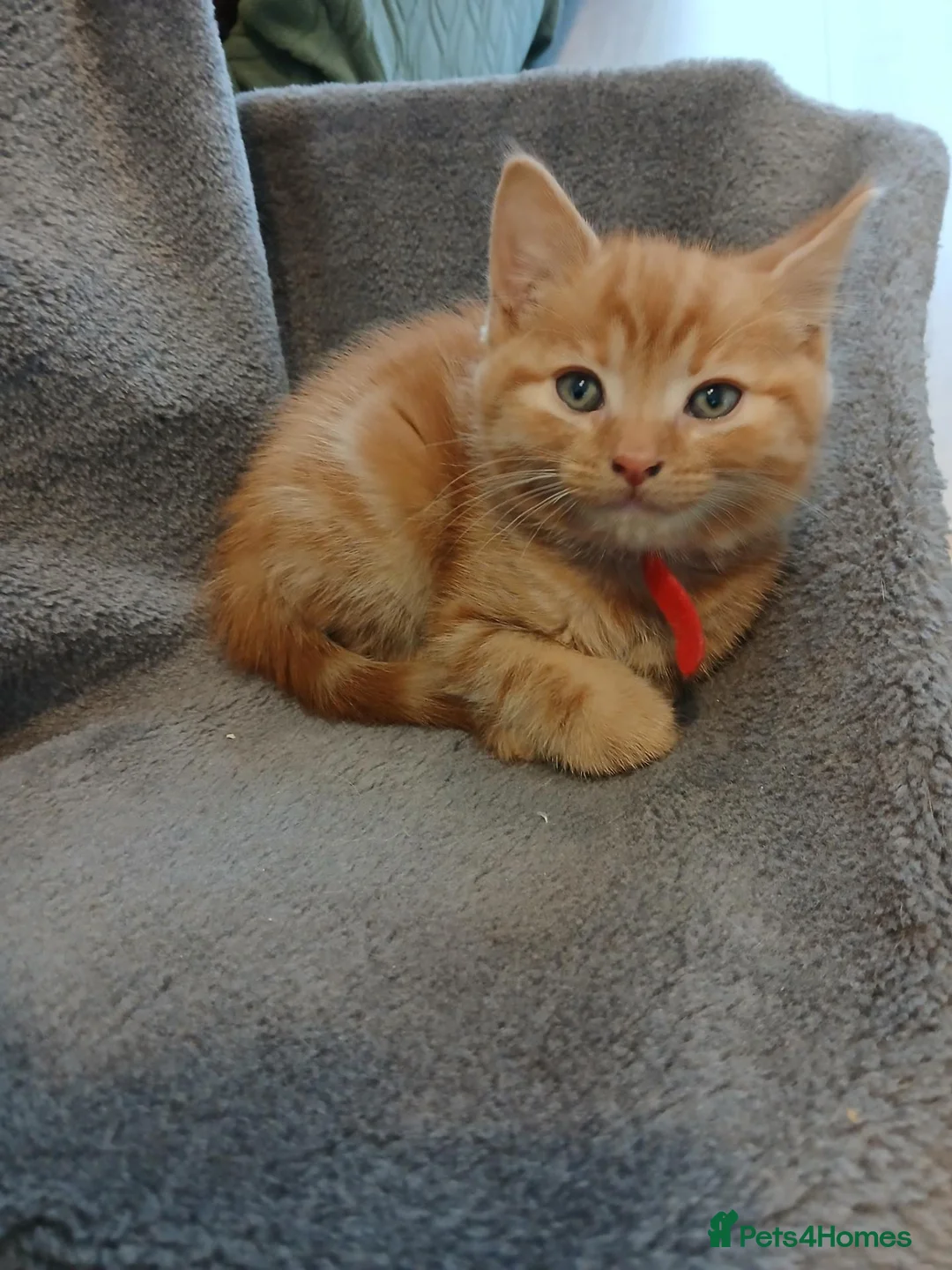 Mixed Breed cats for sale: Male ginger kitten - Advert 2