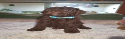 Sproodle dogs for sale: Sproodle puppies 2x brown males - Advert 7