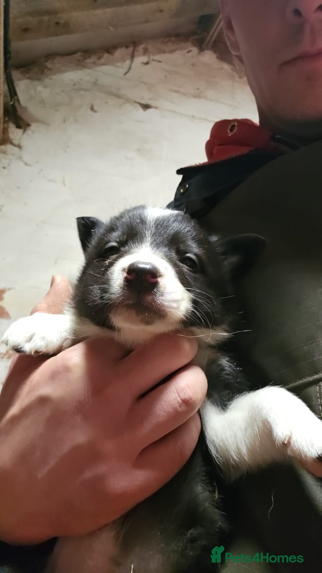 Border Collie dogs for sale: Border Collie puppies for sale  - Advert 4