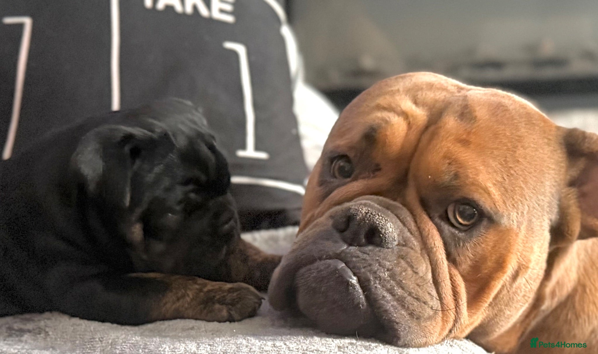 Olde English Bulldogge dogs Olde English Bulldogge puppy for sale  - Advert 18