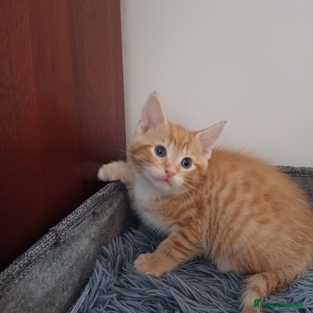 Mixed Breed cats for sale: Lovely kittens😻😻😽😽❤️ - Advert 10