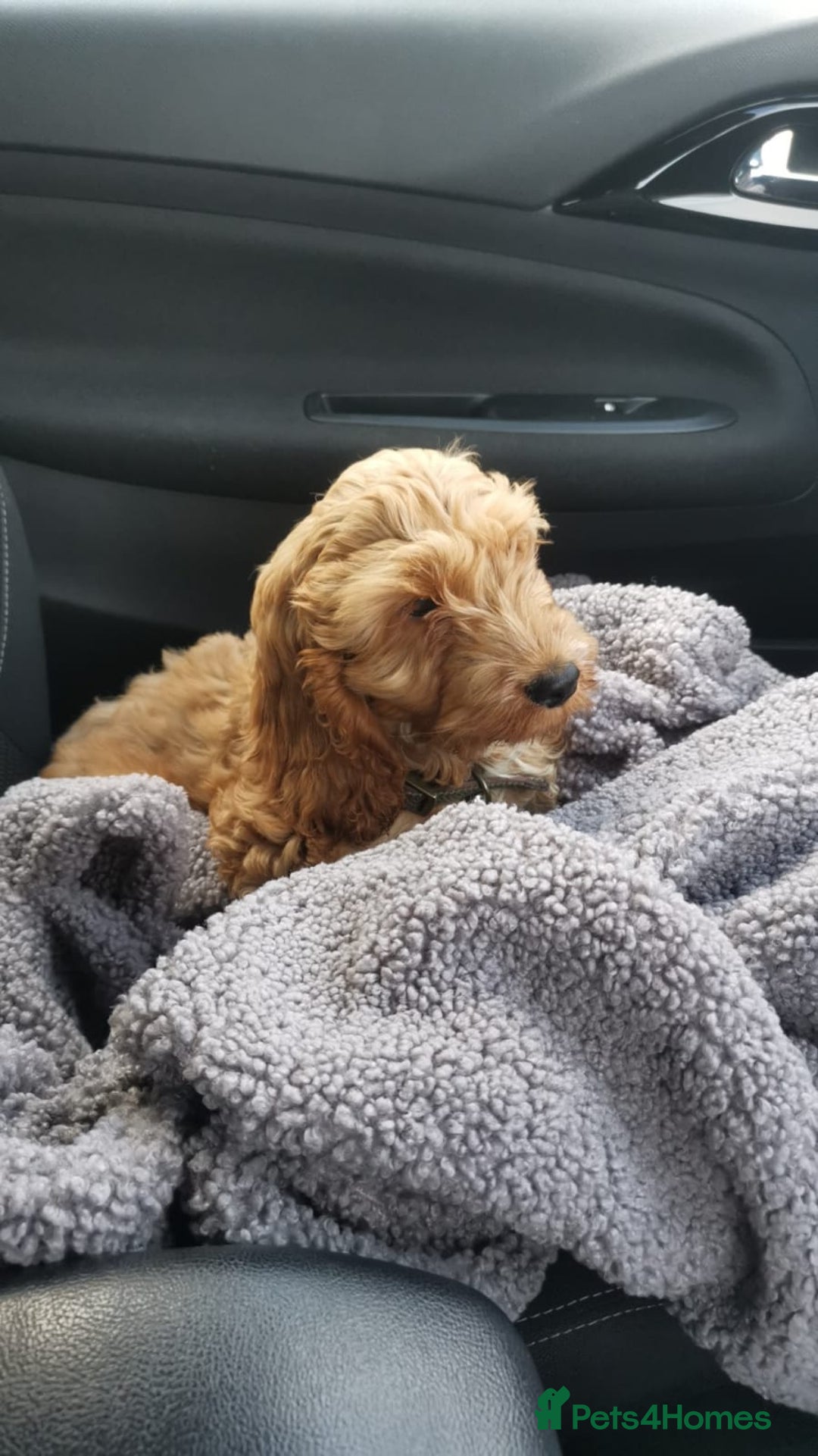 Cockapoo dogs for stud: Cockerpoo for stud  - Advert 10