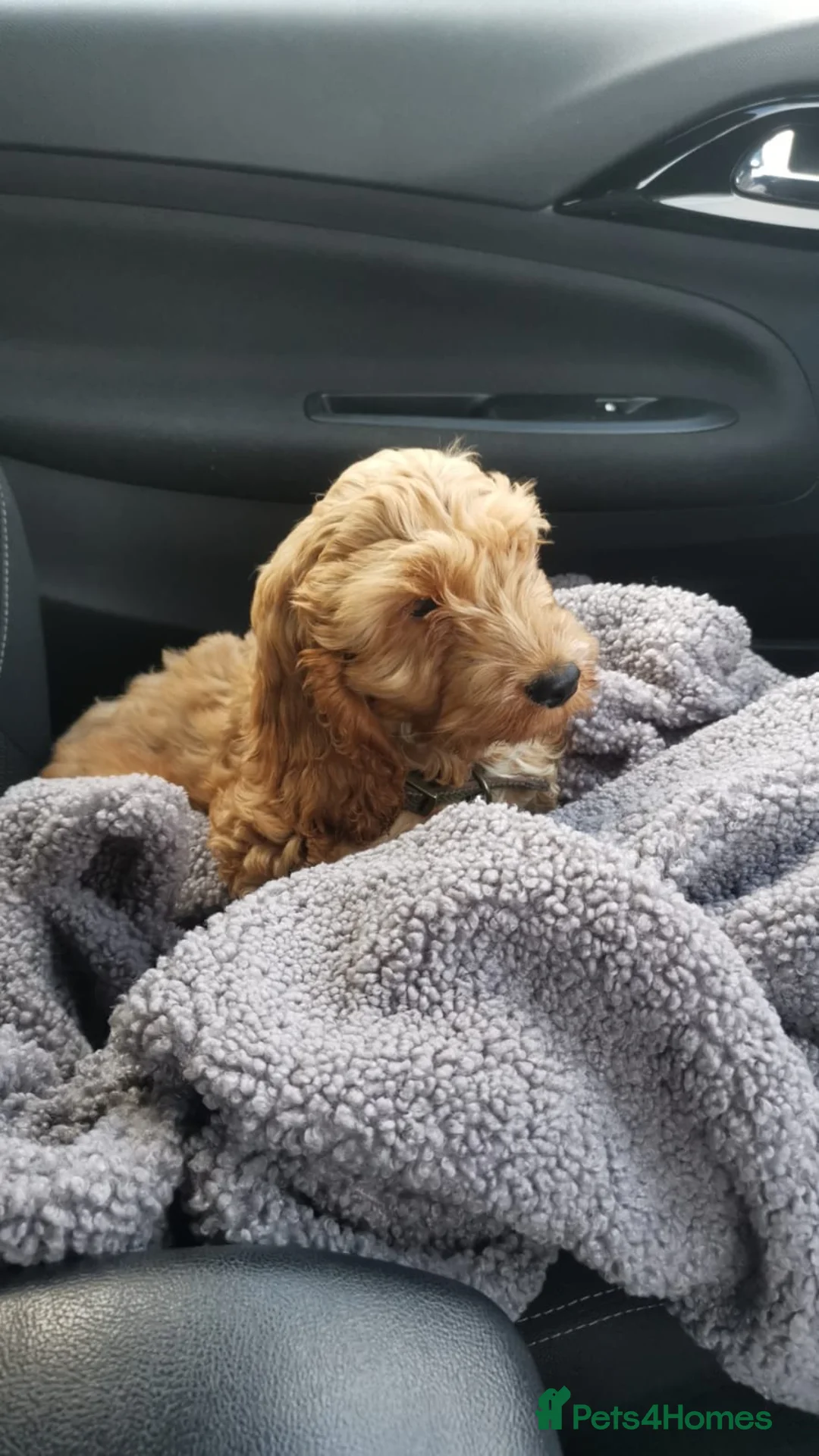 Cockapoo dogs for stud: Proven F1 Cockapoo stud available- health tested - Advert 10