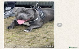 Staffordshire Bull Terrier dogs for sale: Blue male staff - Image 4