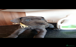 Mixed Breed dogs for sale: Great dane X Cane corso  - Image 10