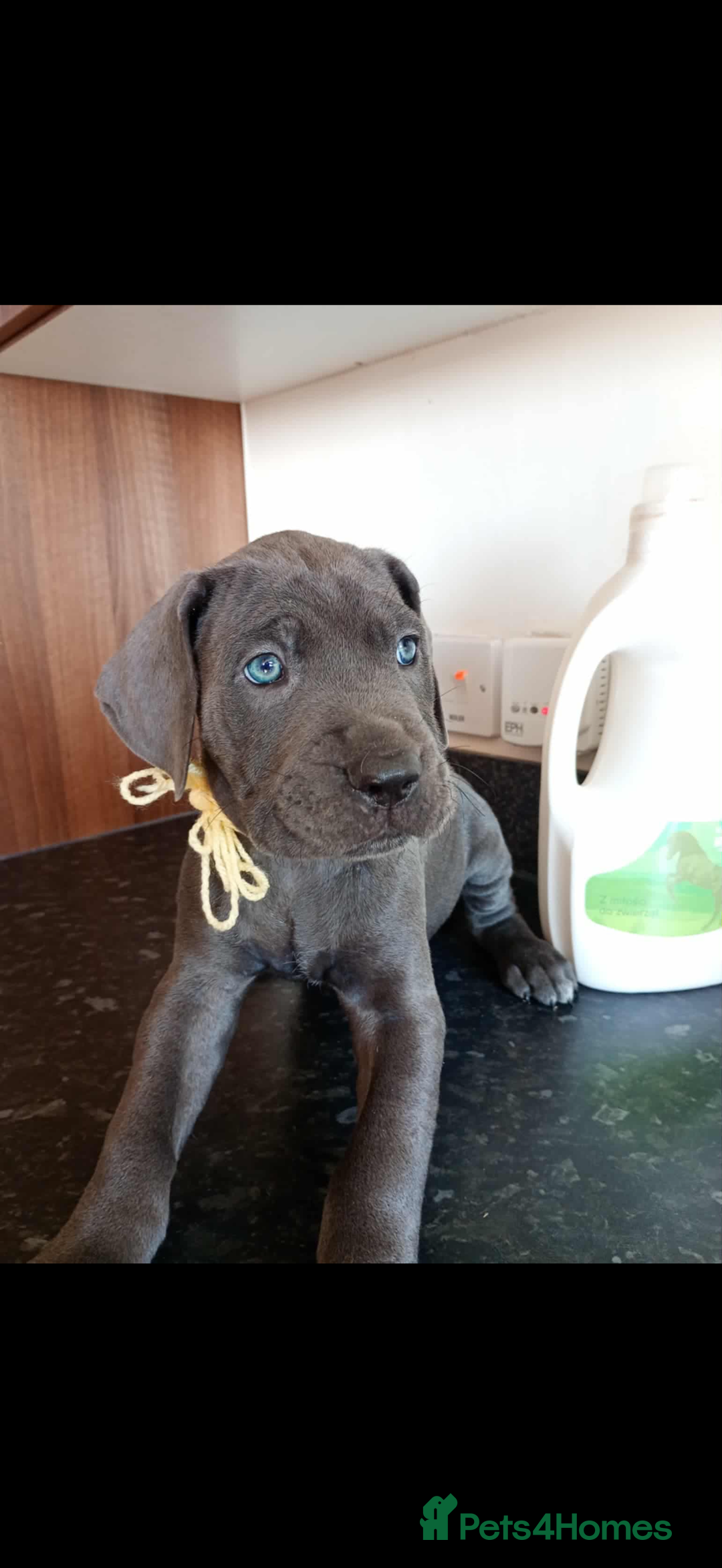 Mixed Breed dogs for sale: Great dane X Cane corso  - Image 10