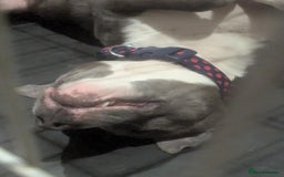 Staffordshire Bull Terrier dogs for sale: 3 year old boy for sale  - Image 2