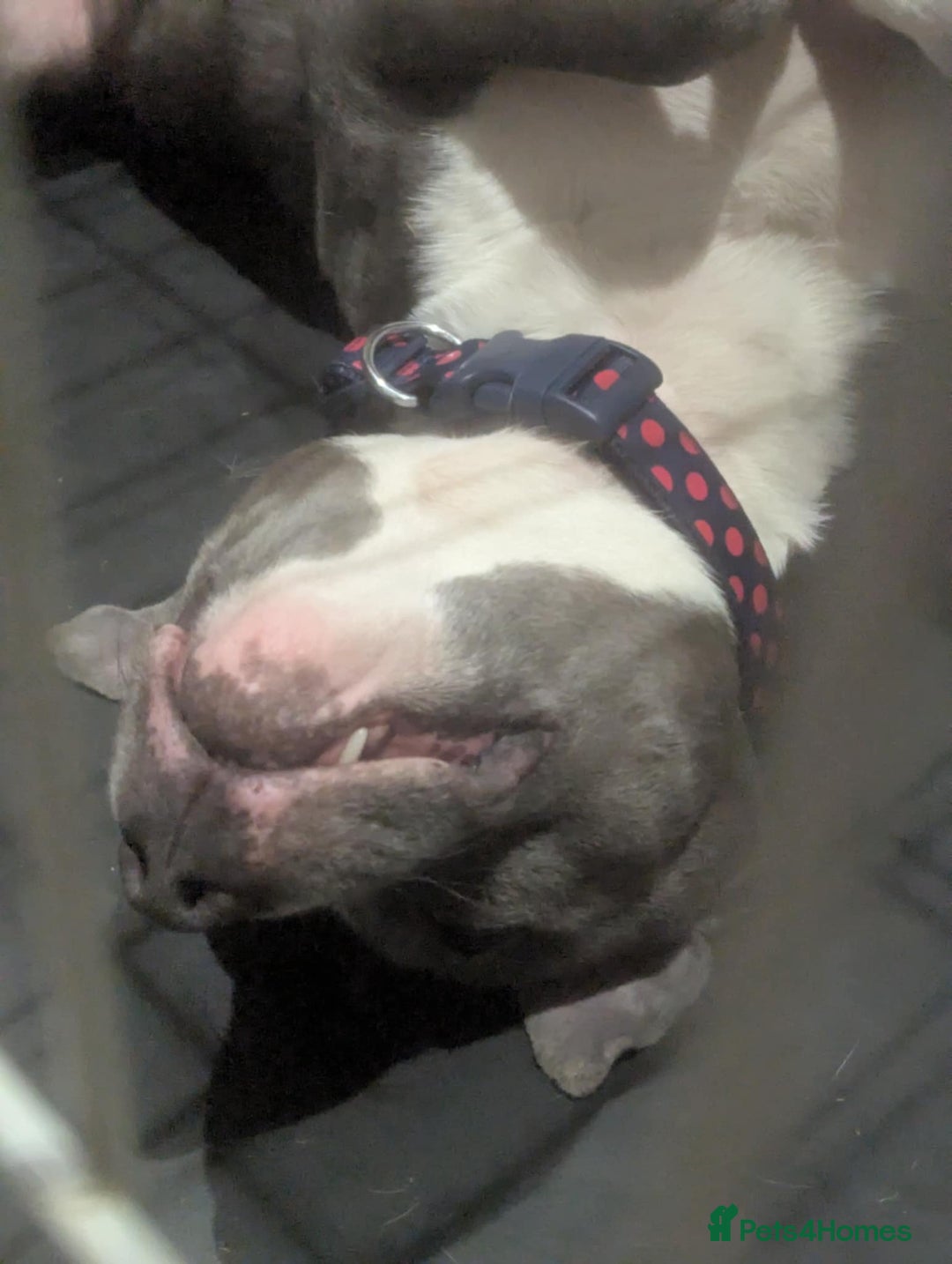 Staffordshire Bull Terrier dogs for sale: 3 year old boy for sale  - Image 2