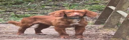 English Springer Spaniel dogs for sale: Male Rust Spaniel (1Yr Old) in Jarrow - Advert 4