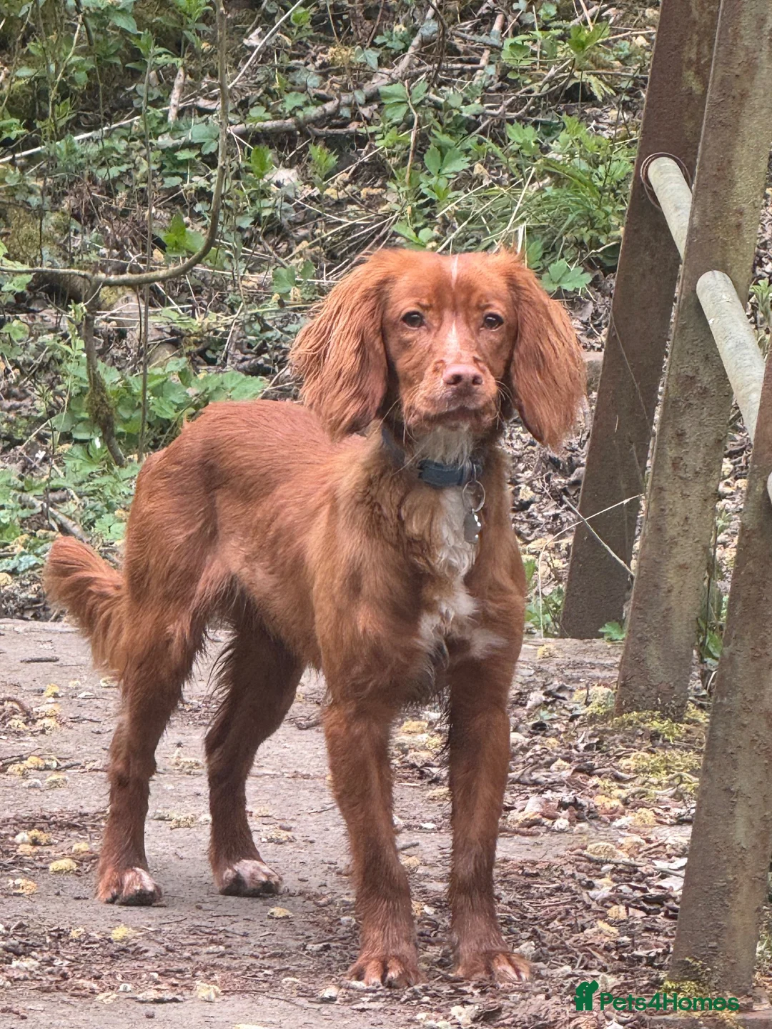 English Springer Spaniel dogs for sale: Male Rust Spaniel (1Yr Old) in Jarrow - Advert 4