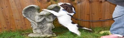 Cocker Spaniel dogs for sale: Ready Now Kc Reg Health Tested - Advert 9