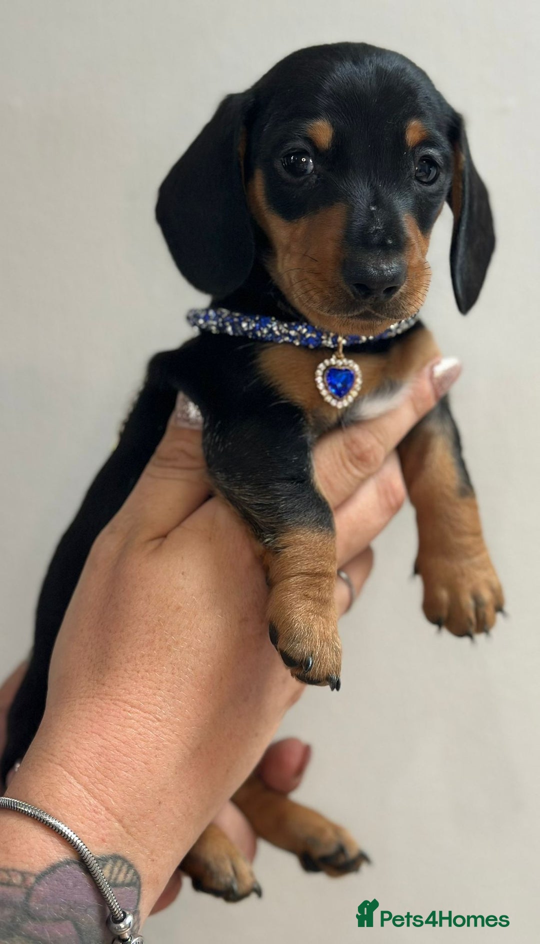 Miniature Dachshund dogs for sale: Beautiful smooth haired miniature dachshunds - Image 18
