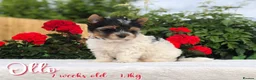 Yorkshire Terrier dogs for sale: One boy left Biewer Terriers! - Advert 6