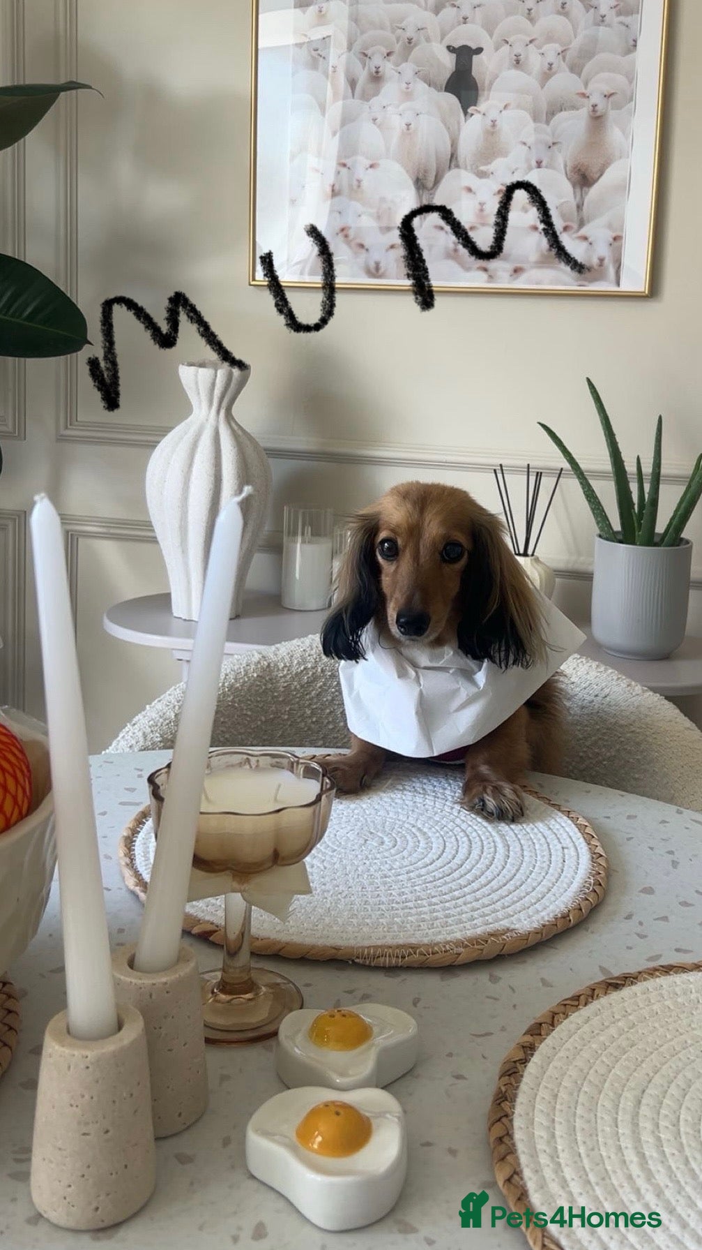 Miniature Dachshund dogs Shaded cream mini long haired dachshund for sale  - Advert 10