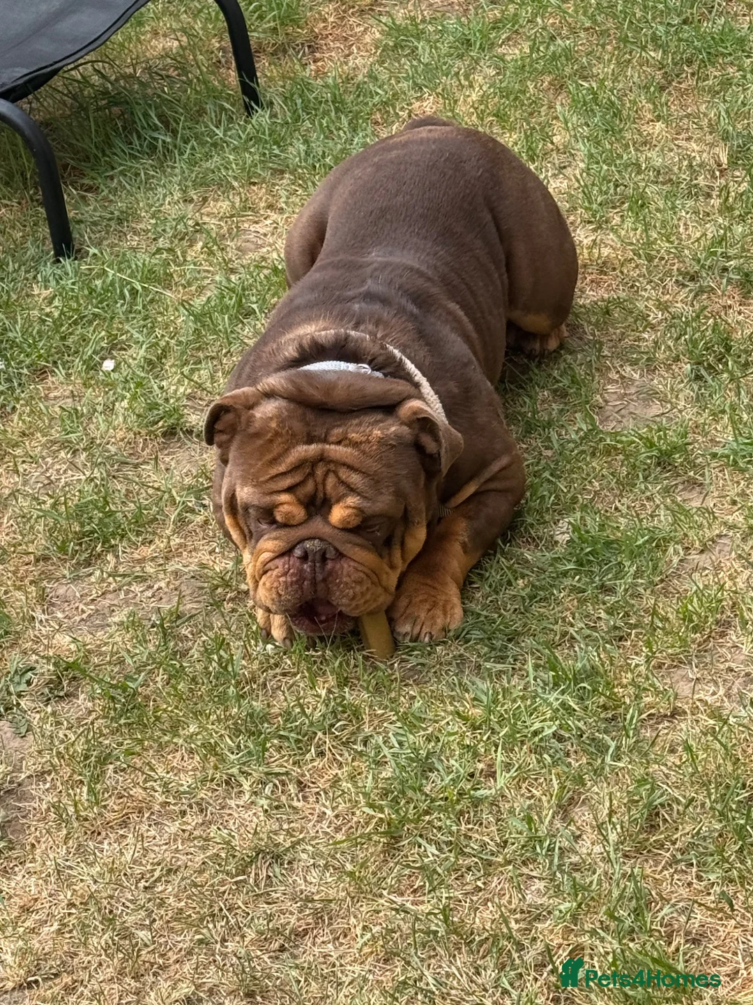 English Bulldog dogs for sale: Heartbreaking Sale English Bulldog in Feltham - Advert 8