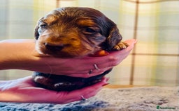 Miniature Dachshund dogs for sale: Gorgeous Long Haired KC Miniature Dachshunds - Image 2
