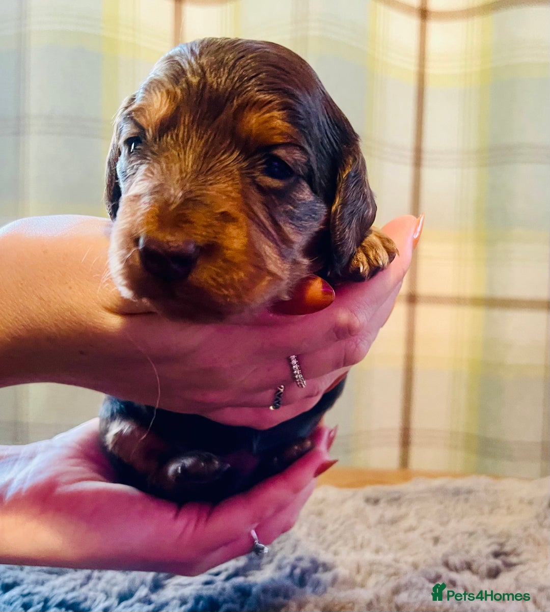 Miniature Dachshund dogs for sale: Gorgeous Long Haired KC Miniature Dachshunds - Image 2