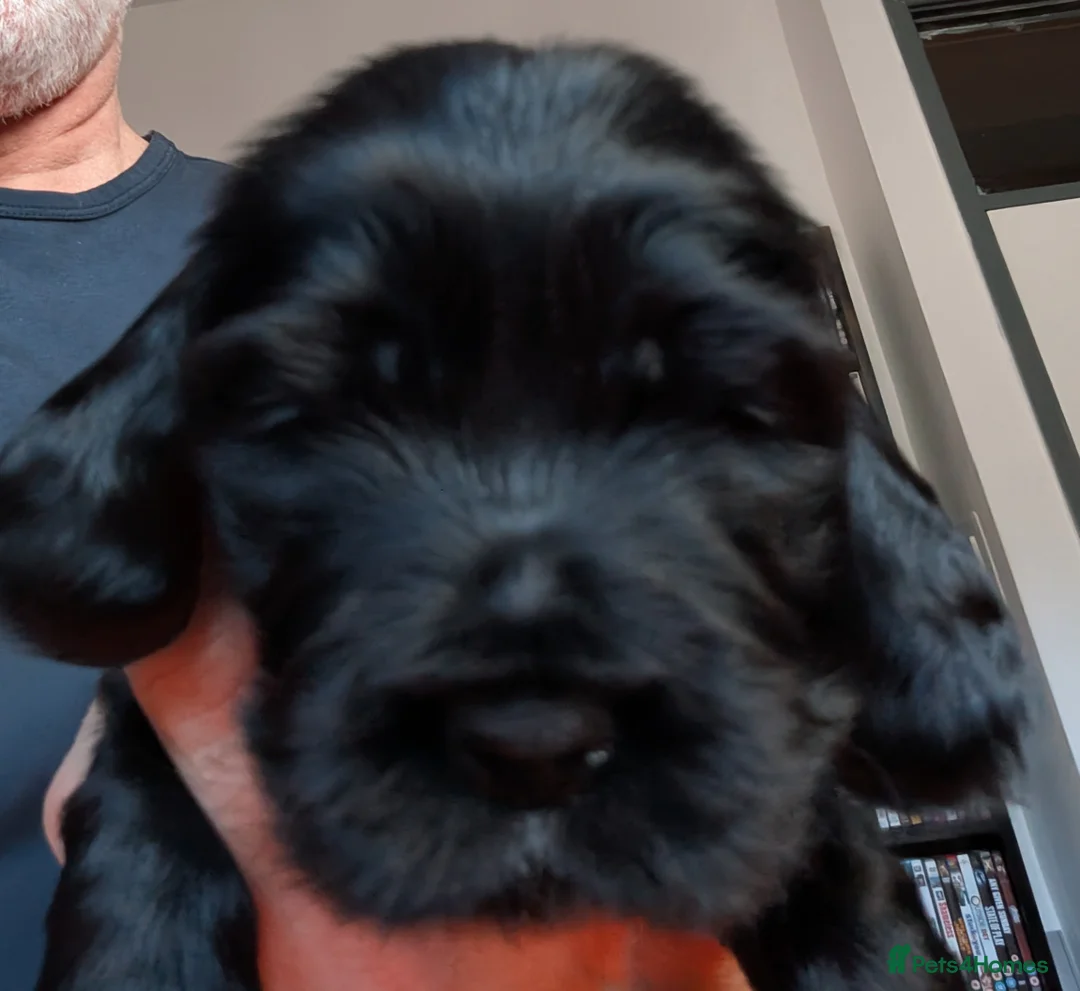 Cocker Spaniel dogs for sale: KC Registered Show Type Cocker Spaniels  - Advert 2