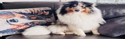 Mixed Breed dogs for sale: Sheltie cross puppies  - Advert 14