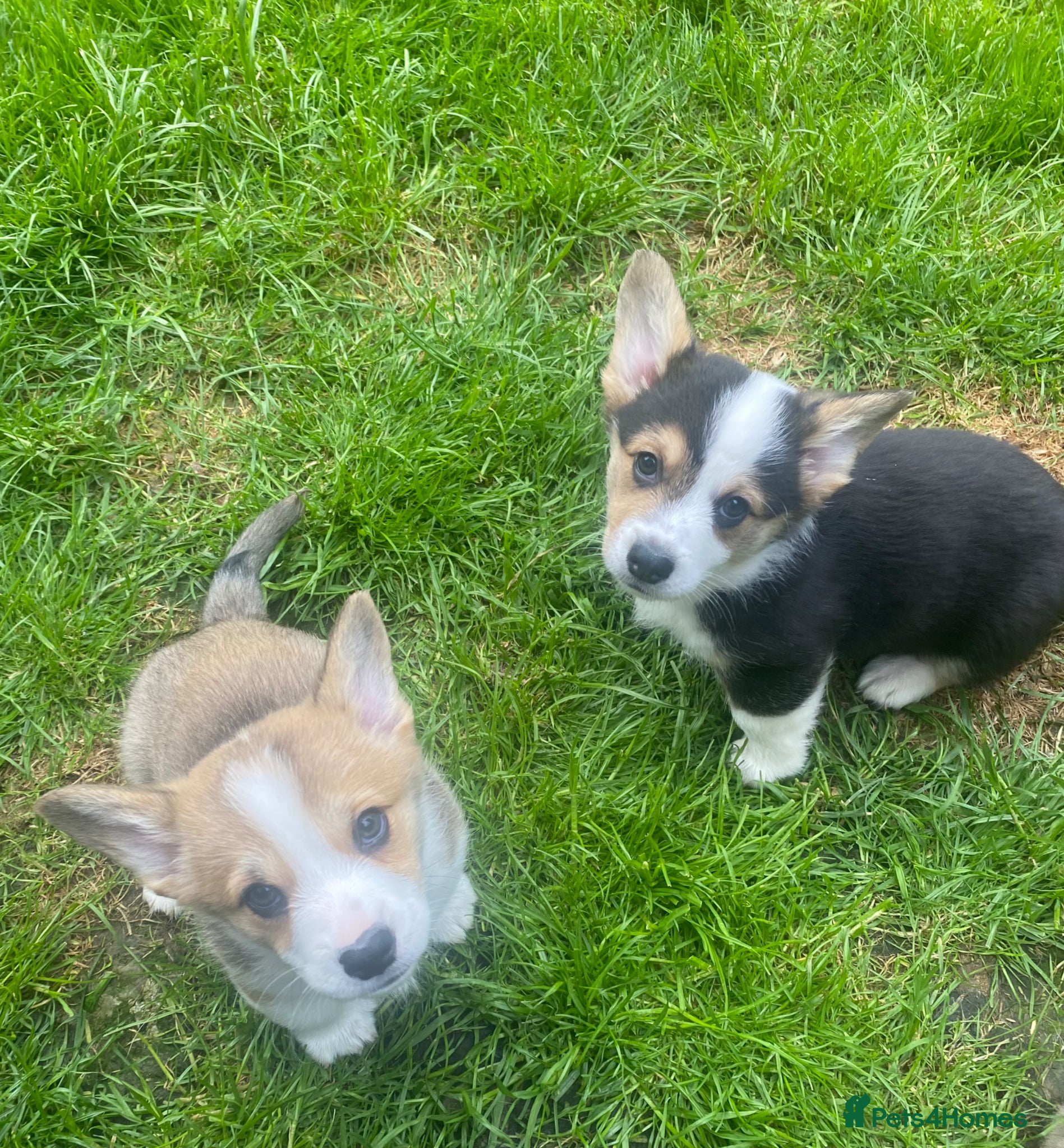 Welsh Corgi Pembroke dogs KC registered corgi puppies!  - Advert 5
