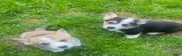 Welsh Corgi Pembroke dogs for sale: Badger needs a home! KC Corgi ready now  - Advert 7