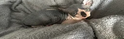 Sphynx cats for sale: Kittens are looking for new homes. - Advert 6