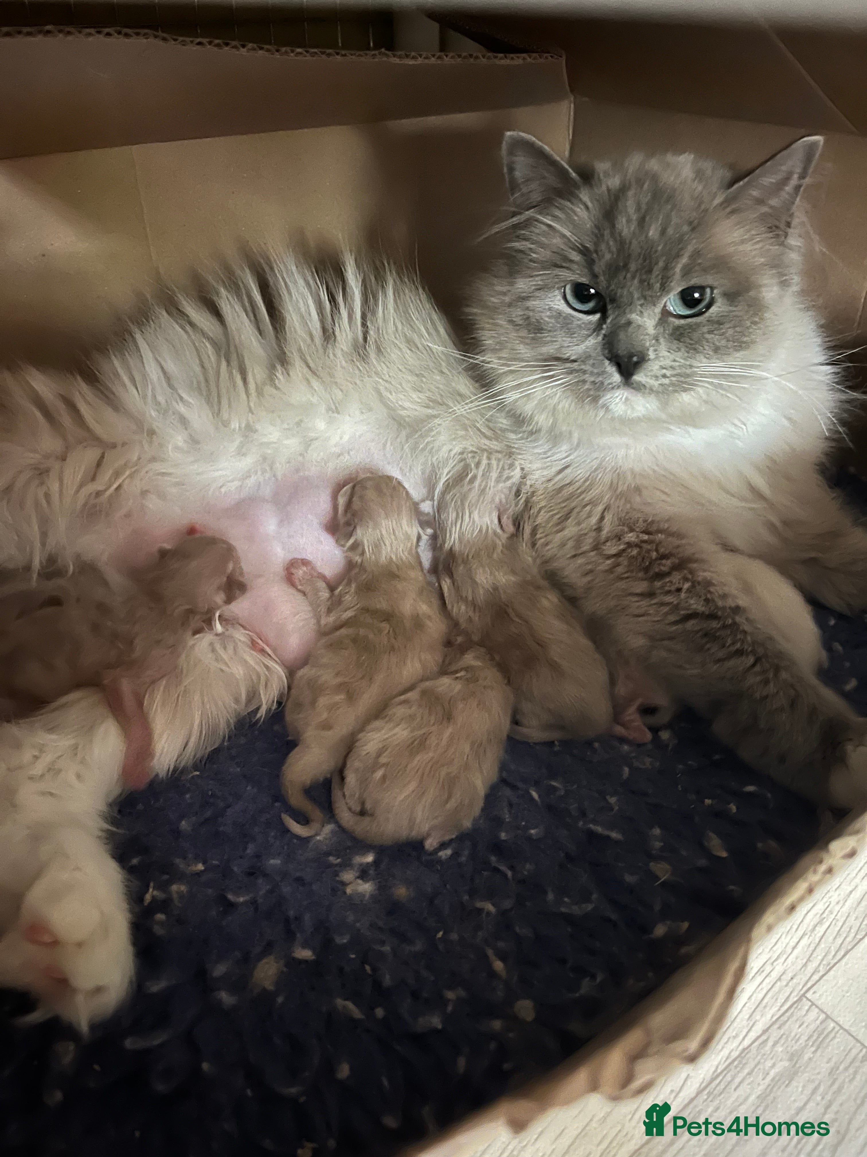 Ragdoll cats Gorgeous male ragdoll kittens  - Advert 1