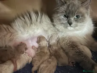 Ragdoll cats Gorgeous male ragdoll kittens - Advert 1