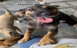Mixed Breed dogs for adoption: Dancer, Approx 13 months, Available for adoption. - Image 13