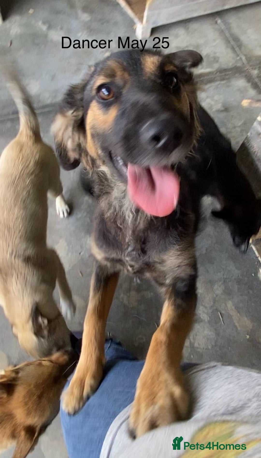 Mixed Breed dogs for adoption: Dancer, Approx 13 months, Available for adoption. - Image 13