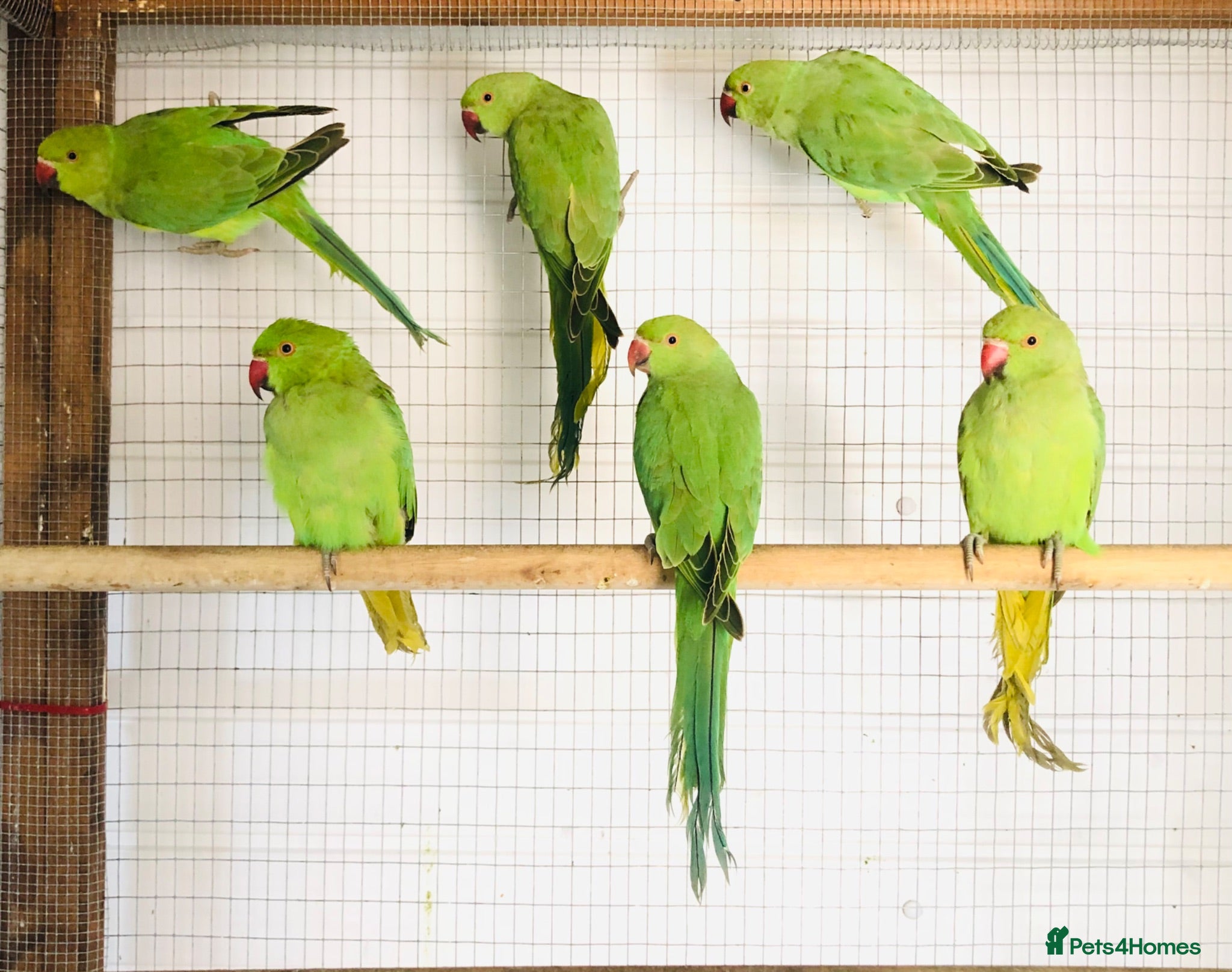 Ringnecks birds Beautiful young Indian ringneck parrots for sale. - Advert 1