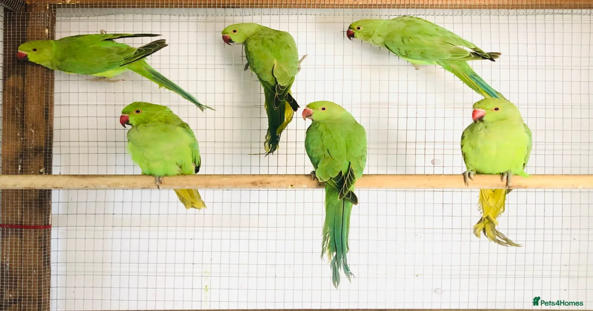 Birds for sale | Pets4Homes