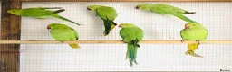 Ringnecks birds for sale: Beautiful young Indian ringneck parrots for sale. - Advert 1