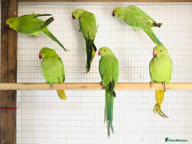 Ringnecks birds Beautiful young Indian ringneck parrots for sale. - Advert 1