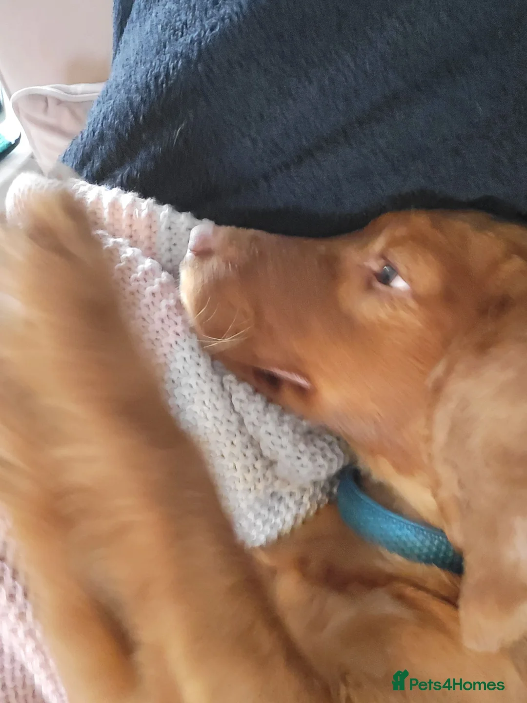 Cocker Spaniel dogs for sale: Buster beautiful cocker spaniel  - Advert 6