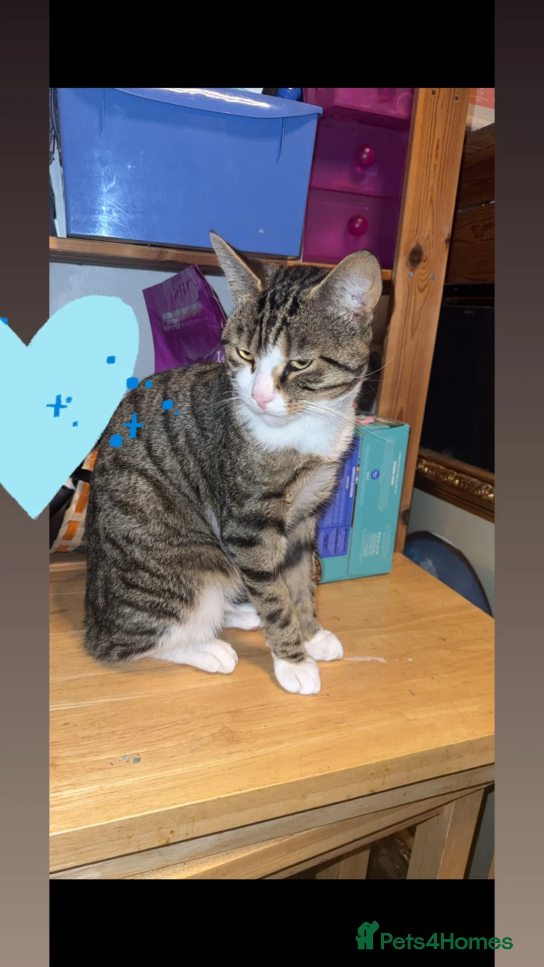 Mixed Breed cats for sale: Bengal x Tabby - Advert 5