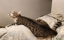 Bengal cats for sale: Bengal X Kittens High % Wild Asian Leopard Cat.  - Image 5