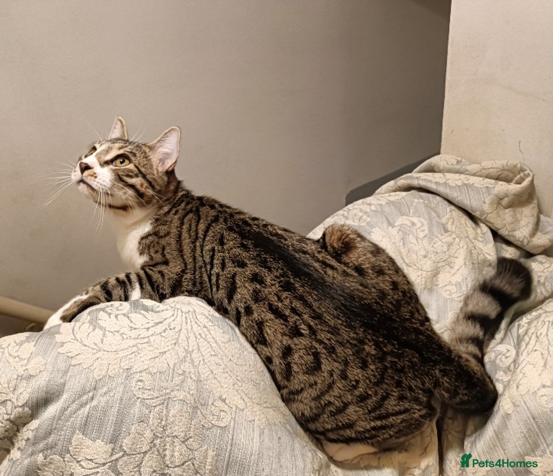 Bengal cats for sale: Bengal X Kittens High % Wild Asian Leopard Cat.  - Image 5