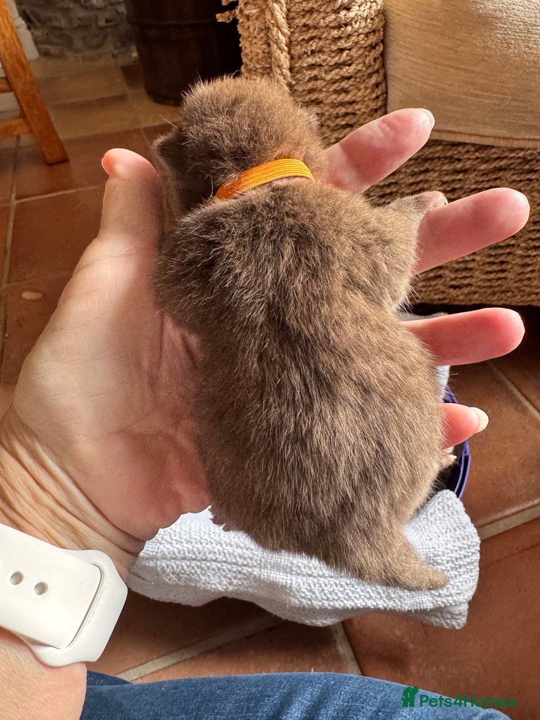 British Shorthair cats for sale: IGRCH Sired GCCF reg British Shorthair Kittens  - Image 10