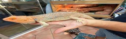 Bearded Dragon reptiles for sale: Bob the bearded dragon - Advert 3