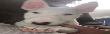 English Bull Terrier 3 girl