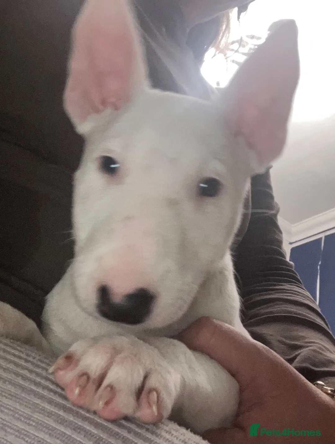 English Bull Terrier dogs for sale: 3 x KC English Bull Terriers Left  - Advert 20