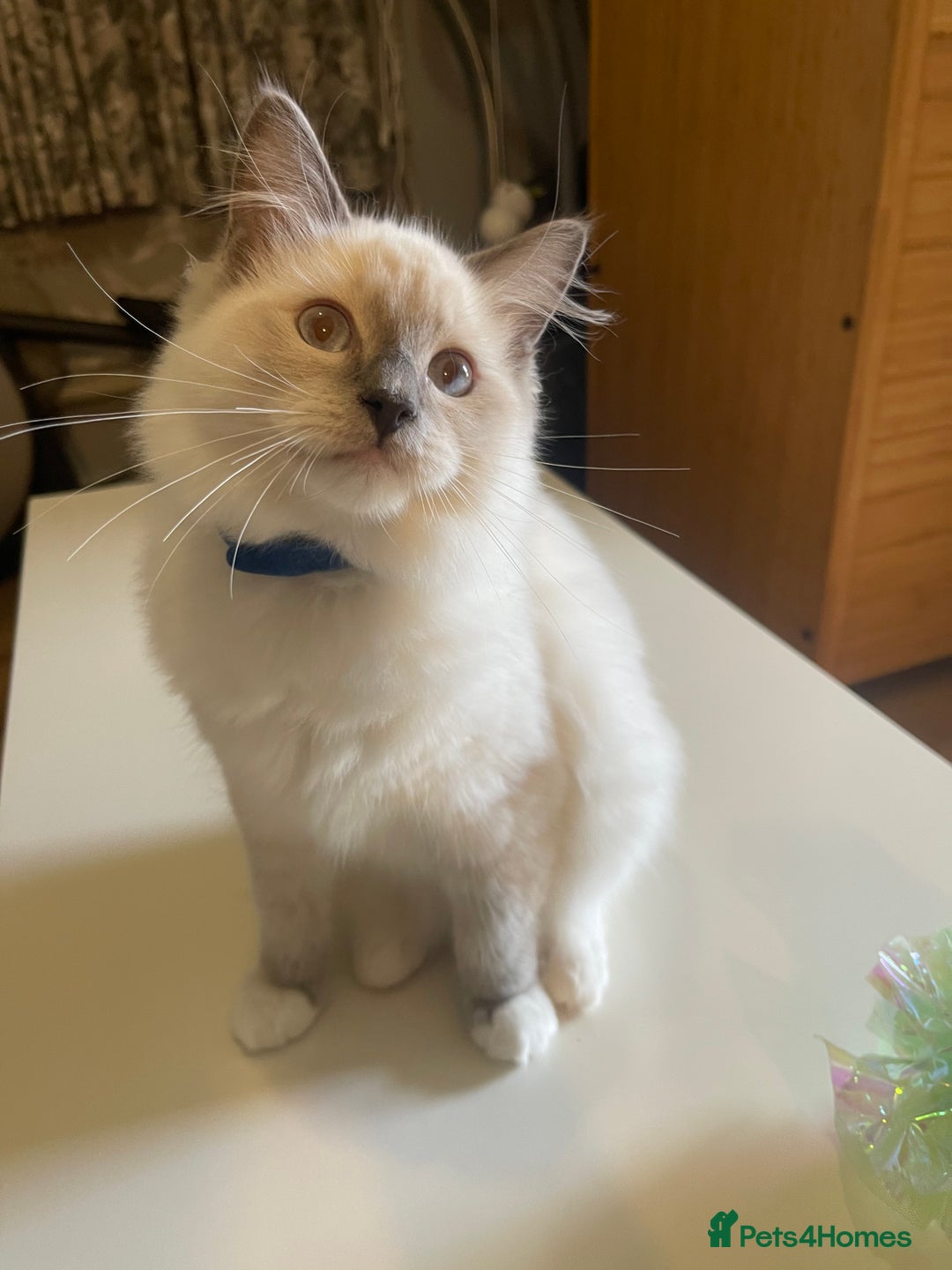 Ragdoll cats for sale: Ragdoll kittens ready now  !💞  - Image 26