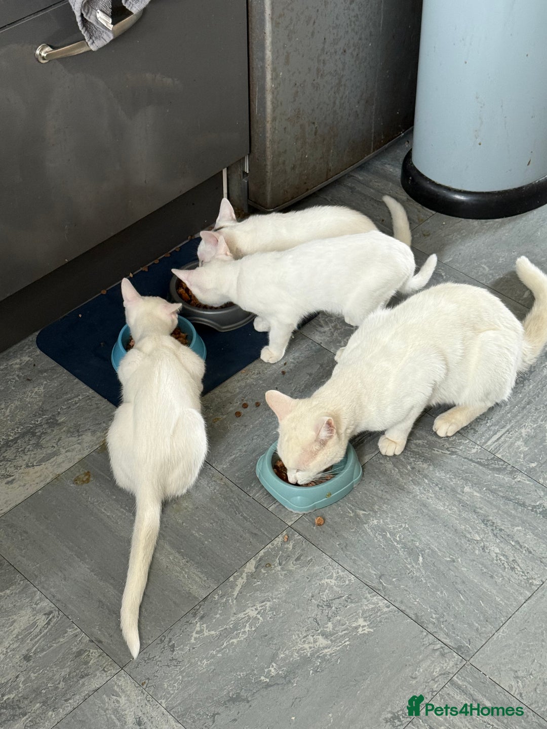 British Shorthair cats for sale: 3 white kittens  - Image 3