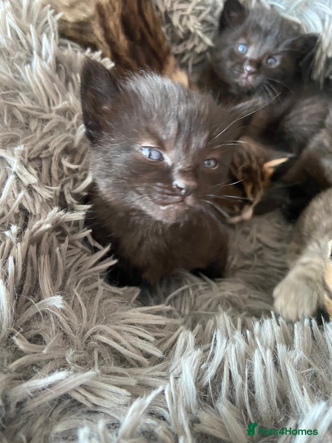 British Shorthair cats for sale: 3 Beautiful Kittens Left - Image 5
