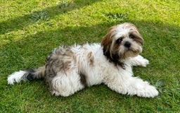 Shih Tzu dogs for stud: Shih Tzu FOR STUD ONLY - Image 7