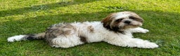 Shih Tzu dogs for stud: Shih Tzu FOR STUD ONLY - Advert 7
