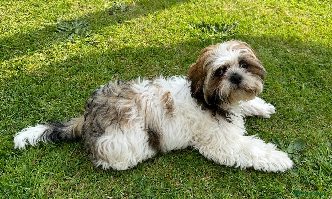 Shih Tzu dogs for stud: Shih Tzu FOR STUD ONLY - Image 7