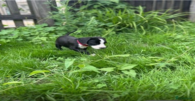Mixed Breed dogs - Advert 15